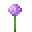 Allium