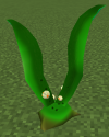 LiechiBerryTree.png